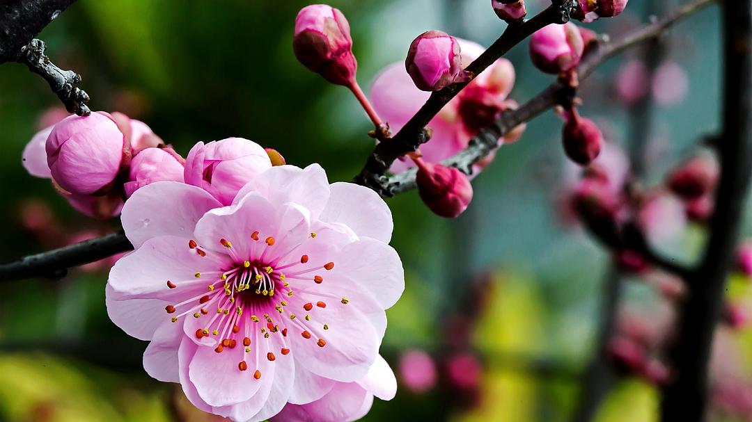 这4种花，再喜欢也别乱送人，容易“反目成仇”