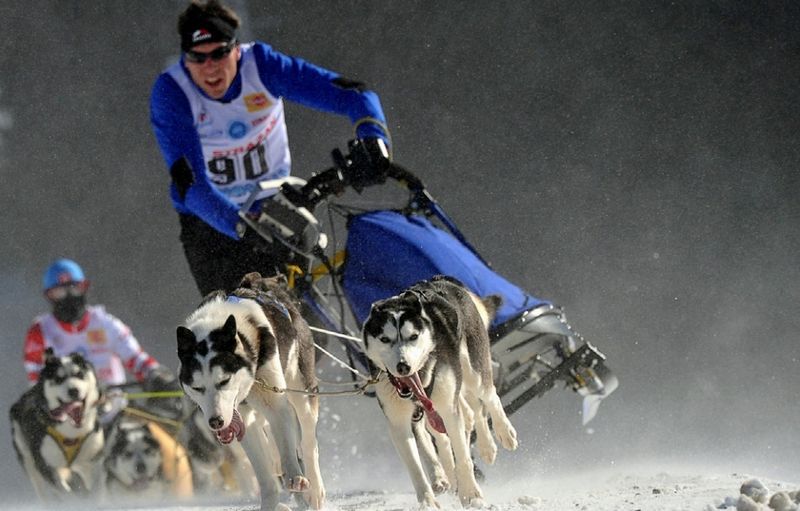 原来哈士奇可以这么帅？雪地竞赛中的它们，不是军犬胜似军犬！