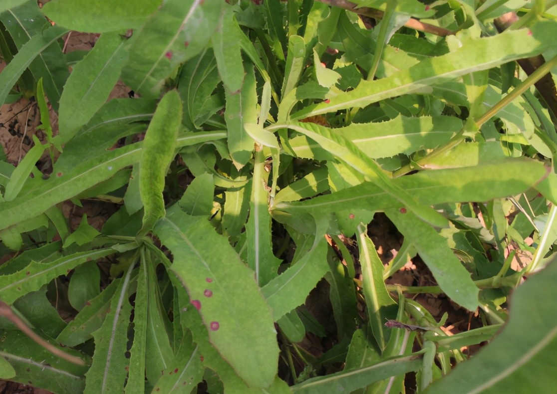 苣荬菜的价值参考