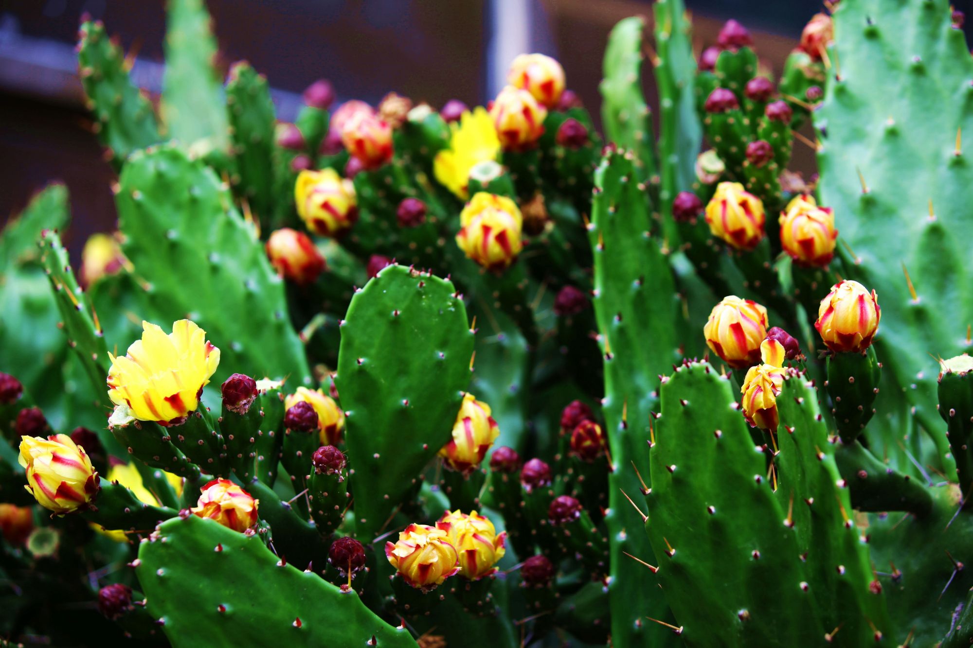 养殖仙人掌做好这5点,颜值高得不得了,年年开花是常态