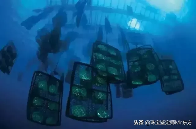 “禁欲系”白珍珠|澳洲南洋白珍珠,为什么被称为珍珠之王?