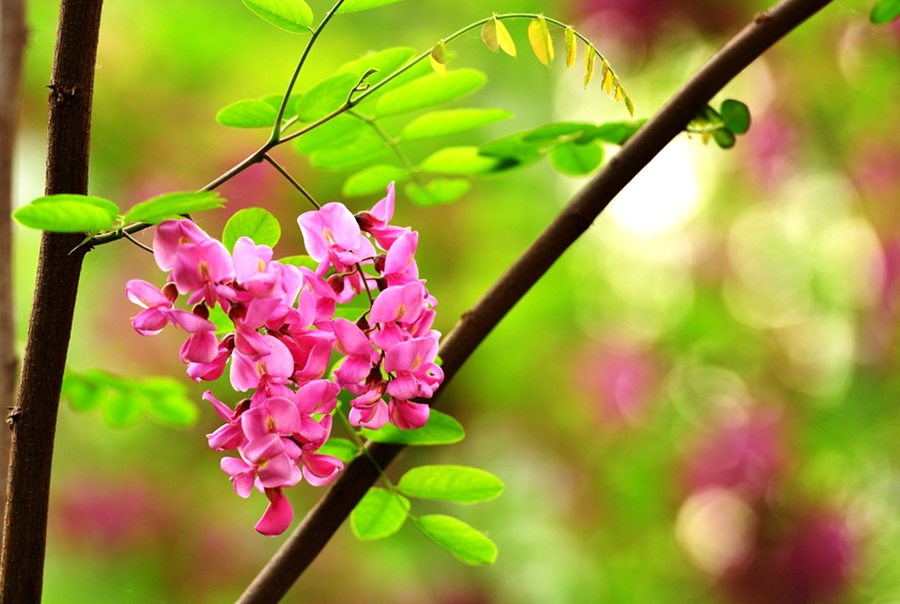 东风吹柳万条斜，马踏春泥半是花。《清明》唯美佳句知多少