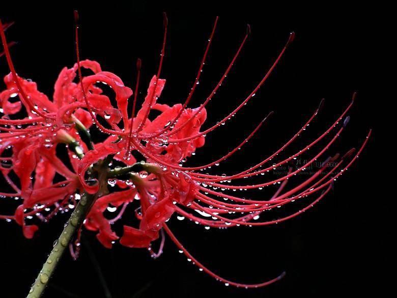 关于彼岸花的说说伤感(彼岸花花语的说说伤感) _晶羽文学网