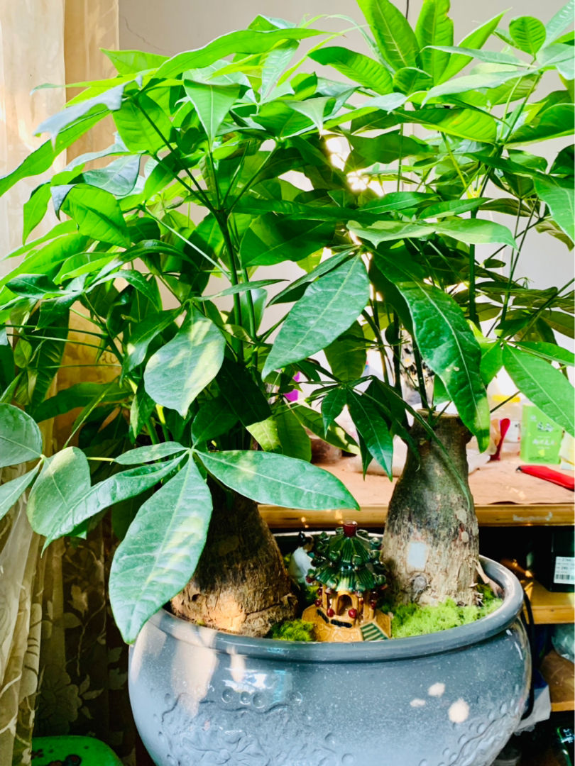 卧室放什么植物最旺财（卧室放4种植物旺财又健康）