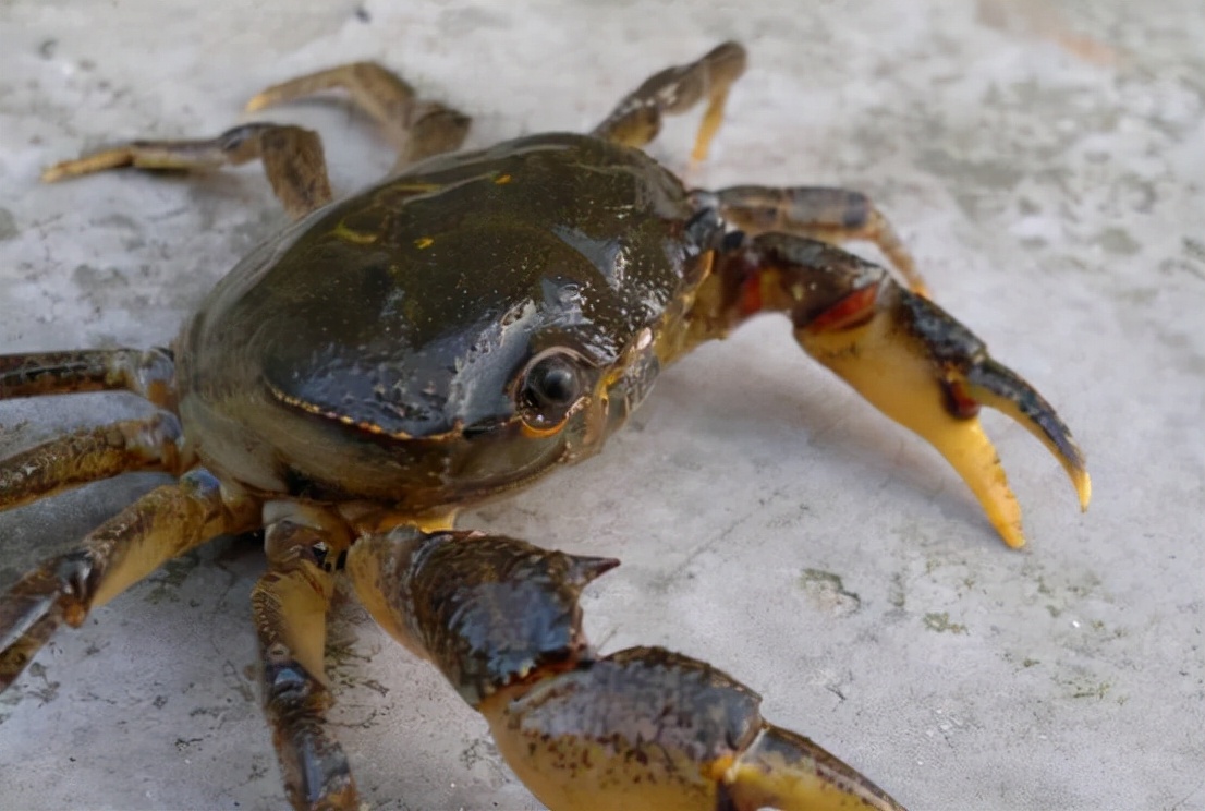 那么,既然不让活煮,又该如何食用呢?