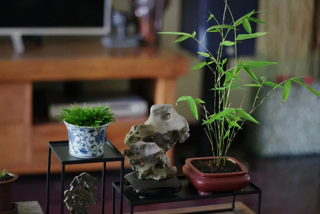 盆栽竹子怎么养(这几种竹子做成盆景养在室内比花还好看)