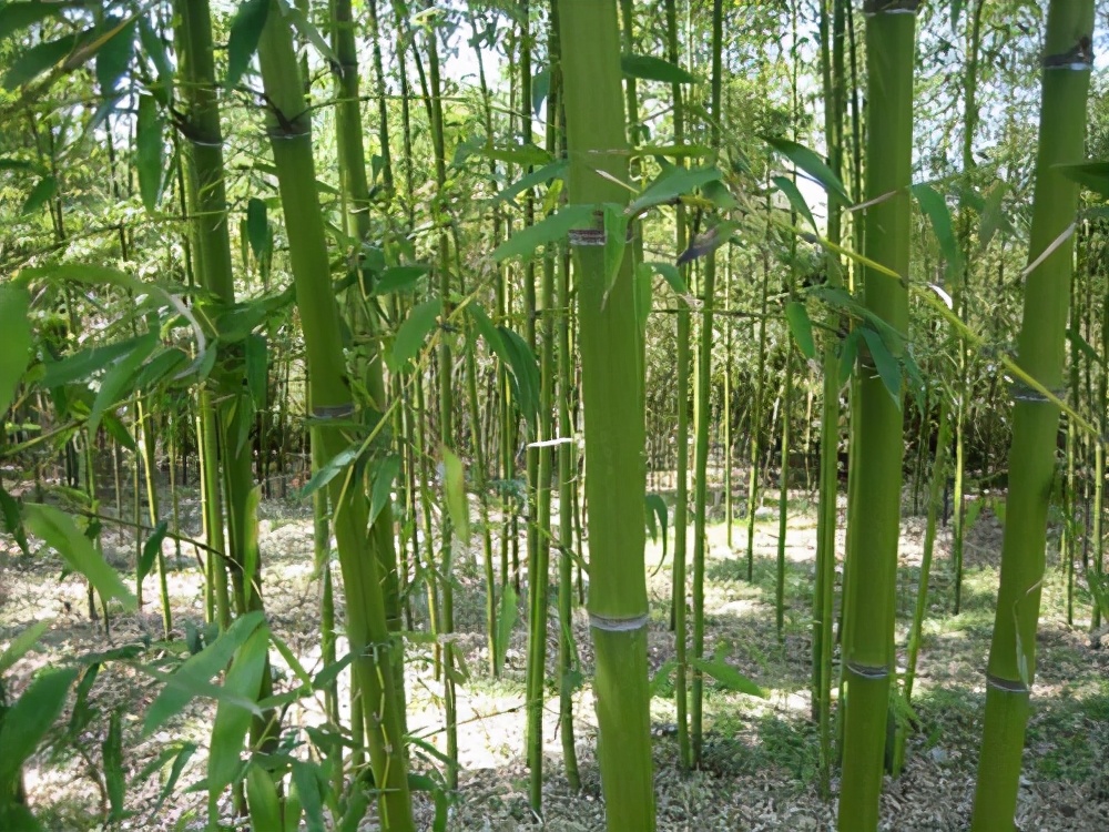 小型竹子品种图片大全图片