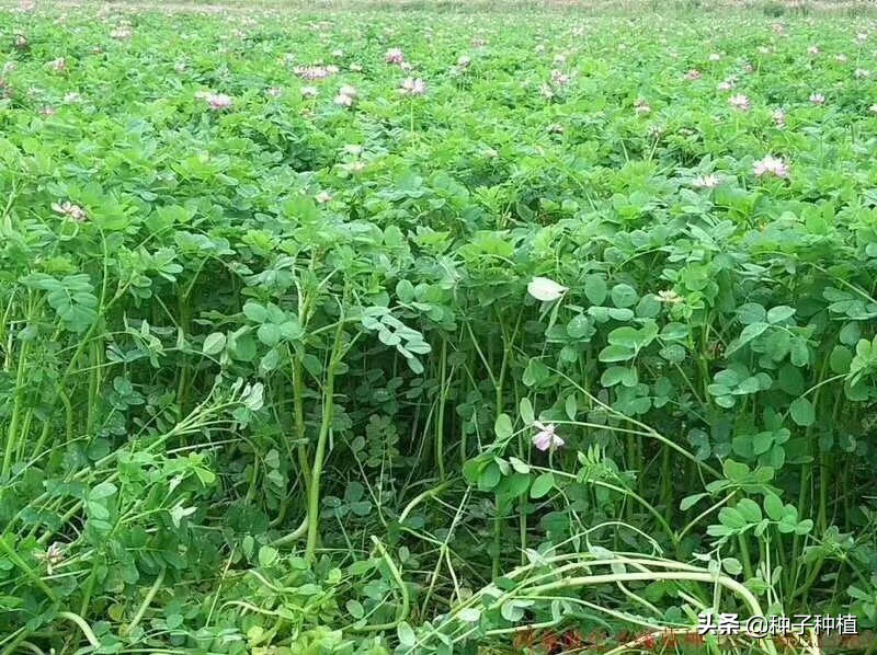 紫花苜蓿可以混播的牧草種子