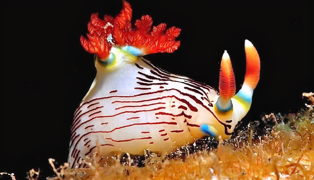 萌萌的海兔,奇葩的生物,看看就好,千万别碰,它的本领可不简单