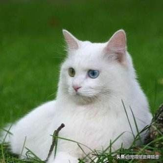 建议十二星座养的猫！有些可能听都没听过