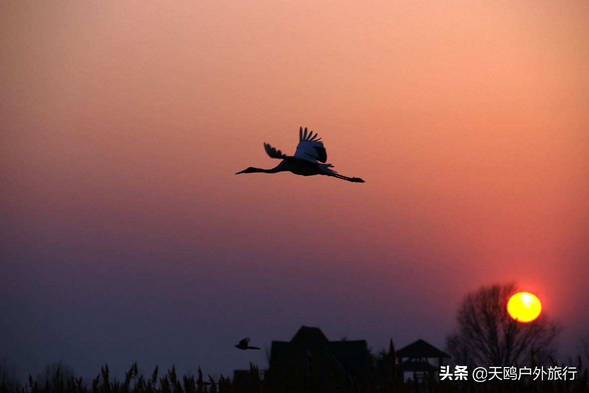 齐齐哈尔，因为扎龙湿地和丹顶鹤，被誉为鹤城