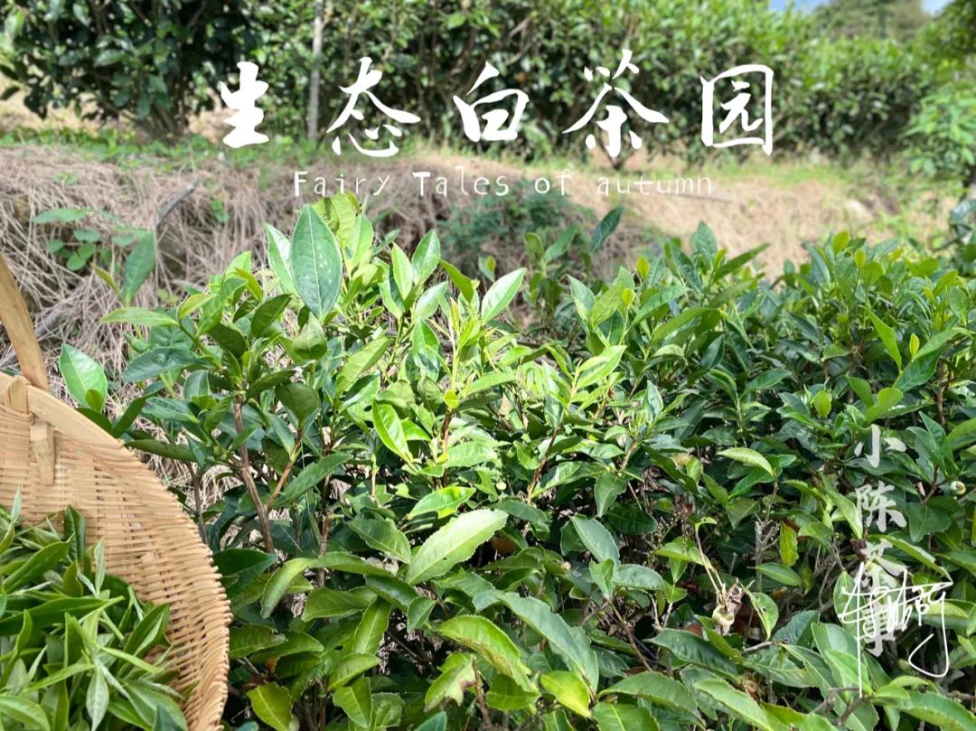 福鼎白茶、安吉白茶、云南月光白，谁才是真正的白茶，你喝对了吗
