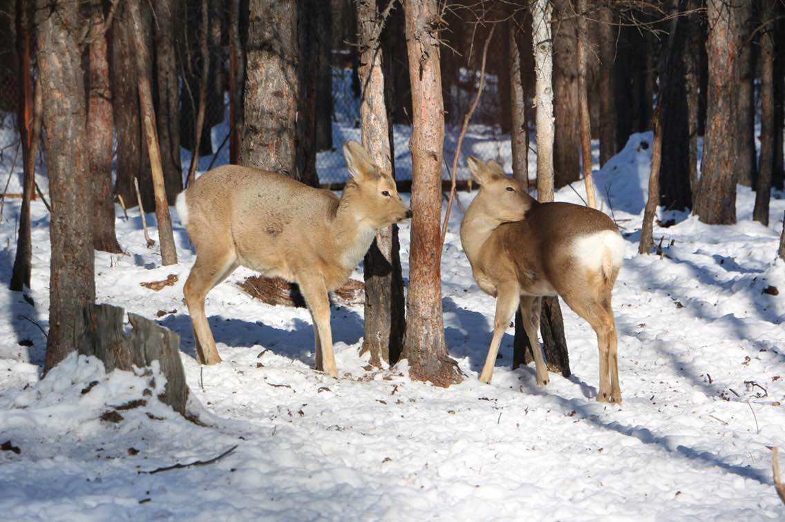 傻狍子属于食草动物,它们的胃部容量很少,新陈代谢快,但消化时间短