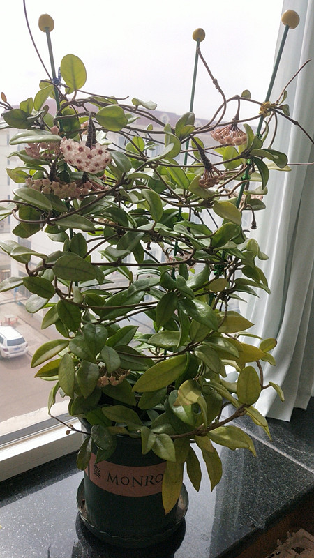 室内盆栽“新宠儿”，花叶共赏，香气四溢，养护容易，很值得入手