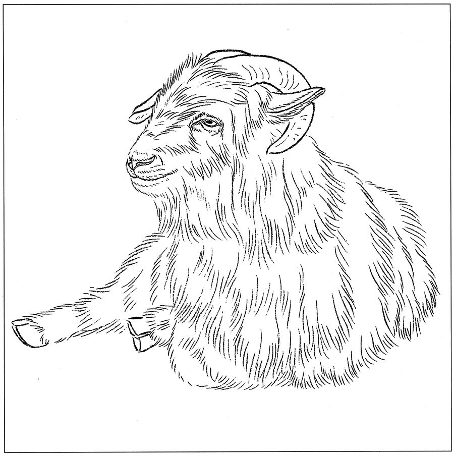 羊高清白描线稿图片下载18幅