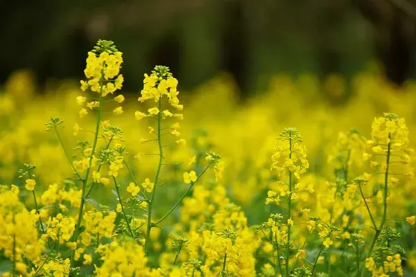 10首带颜色的诗词，赋予了色彩不一样的诗意，美得令人陶醉