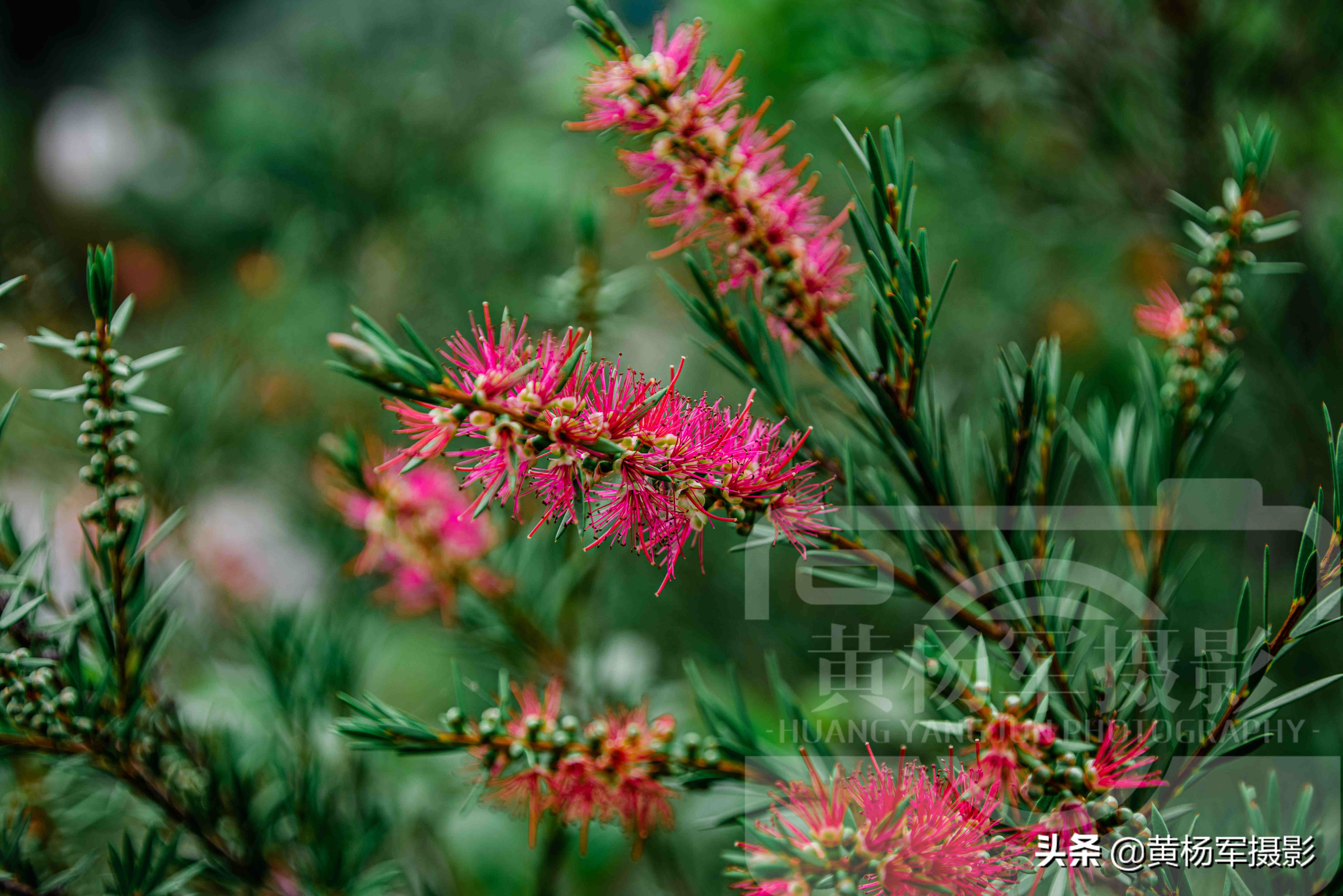 垂枝红千层（带你赏析垂枝红千层的漂亮图片）