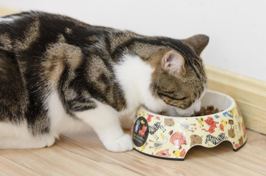 猫咪“发抖”可不是怕冷，可能是在向你求救