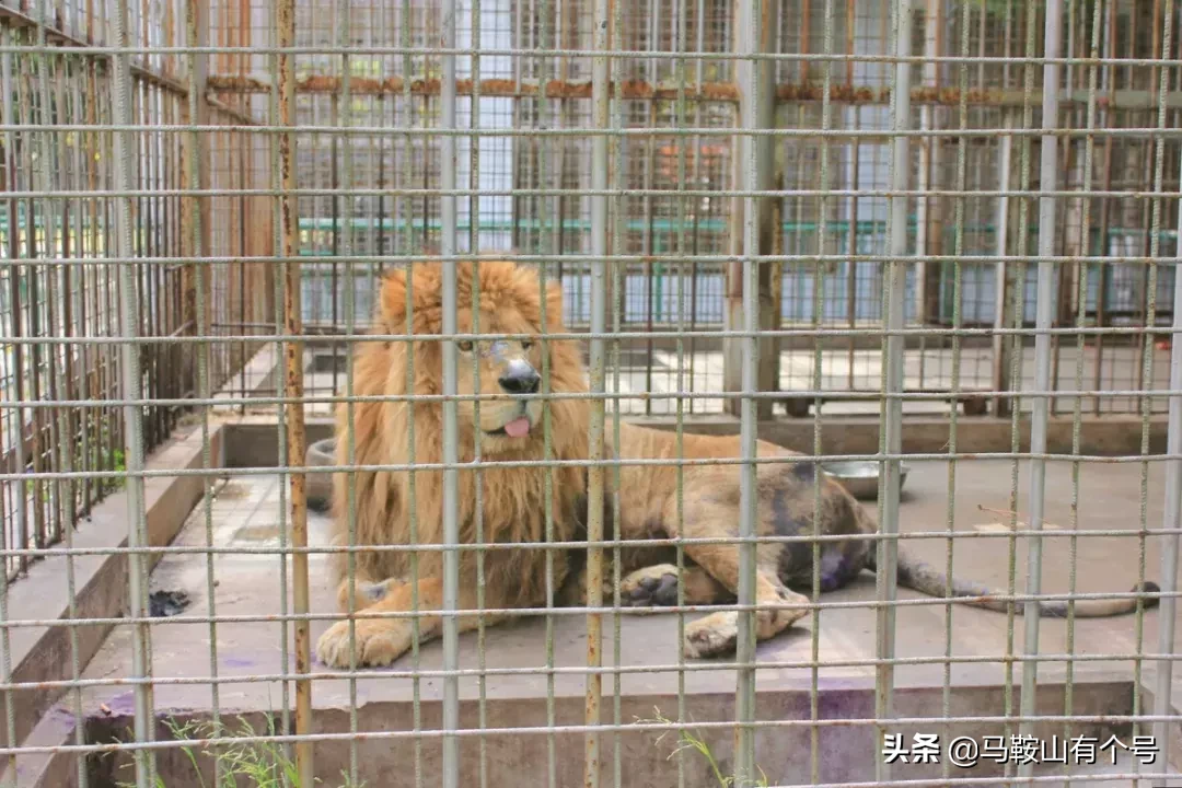马鞍山人，别忘了动物园！这里曾是我们的全部！