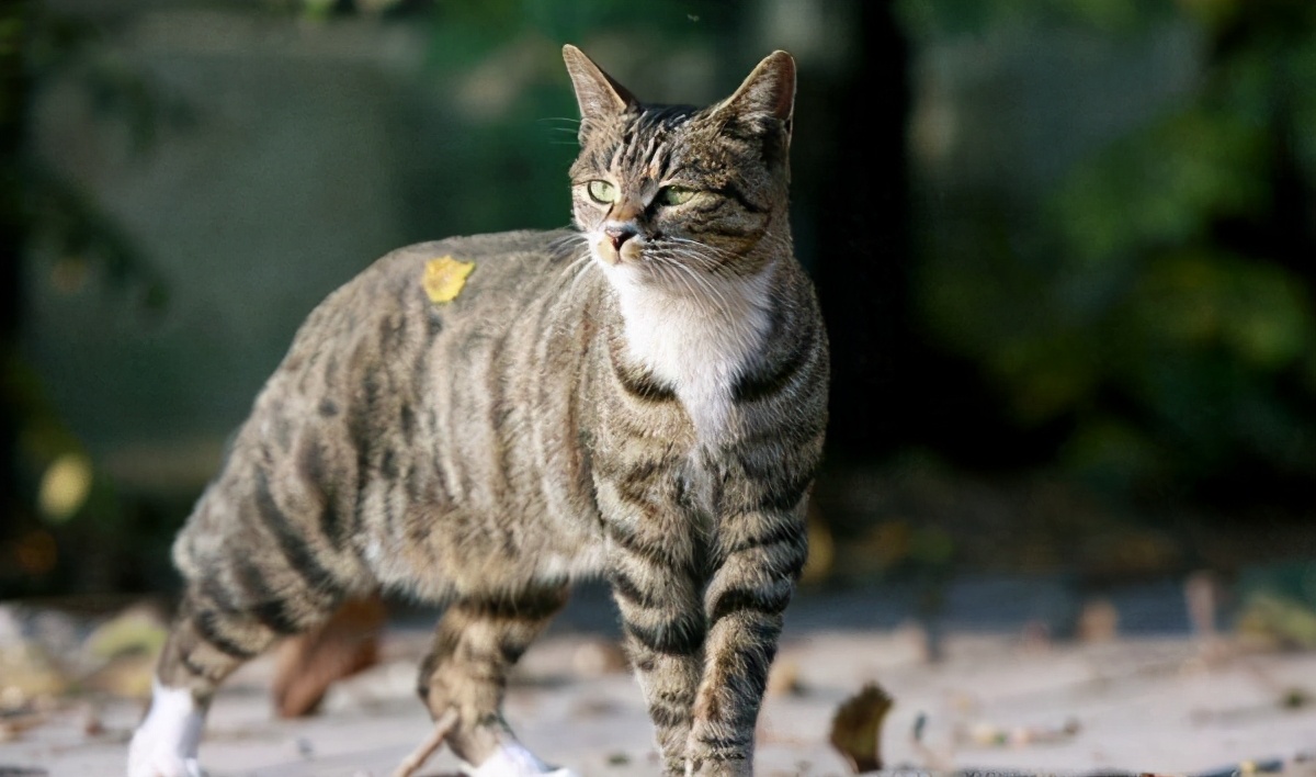 狸花猫：堪称最好养的猫，养一只不后悔