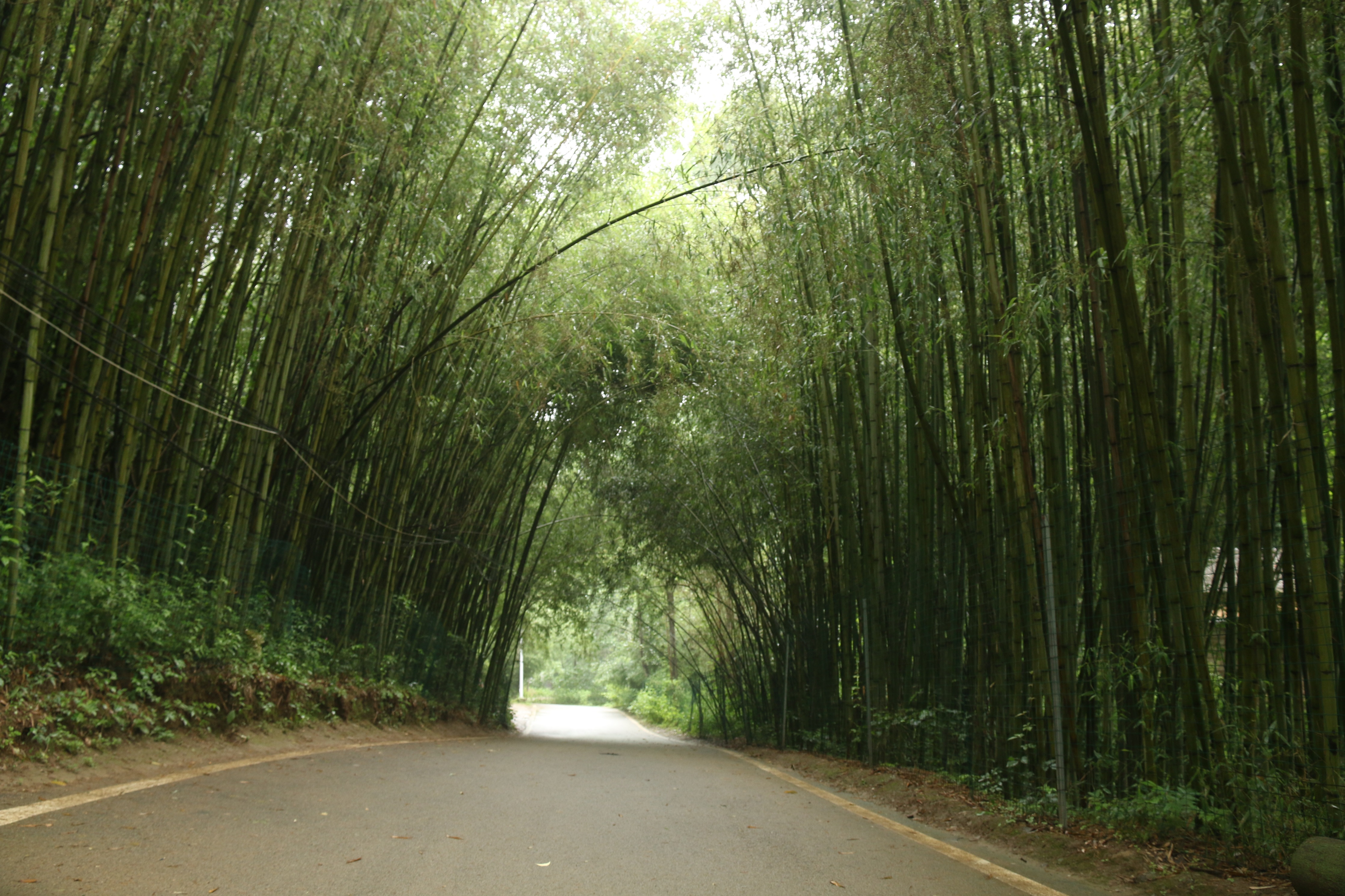 河南藏着一个避暑景区，门票不贵，住宿便宜，适合带孩子老人游玩