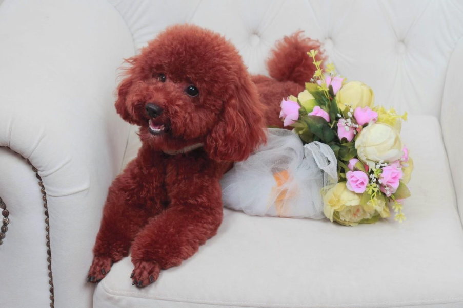 贵宾犬价格高低不一,都是这6个因素决定的