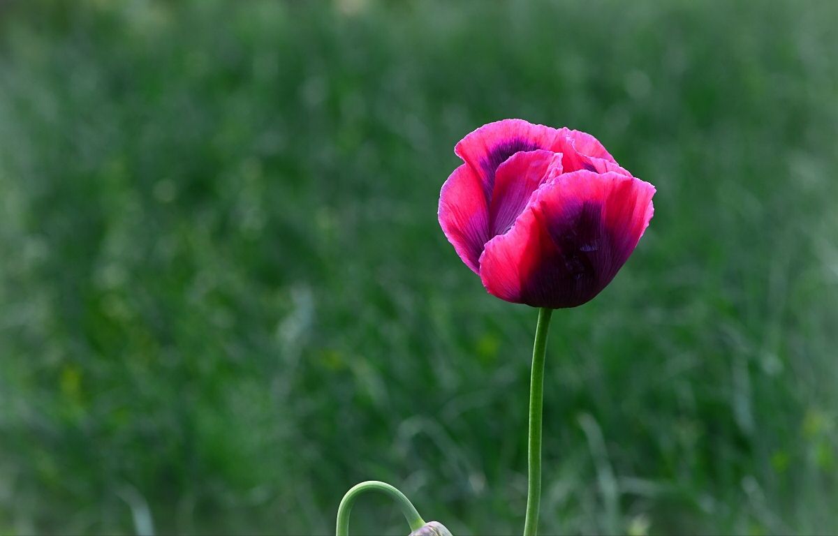 冥界四花之首的品种（传说中的冥界四花介绍）