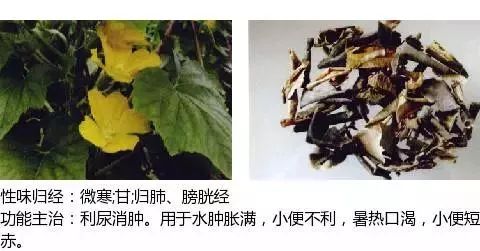 300个中草药图谱（附主治功效），知道一半就太牛了（上）