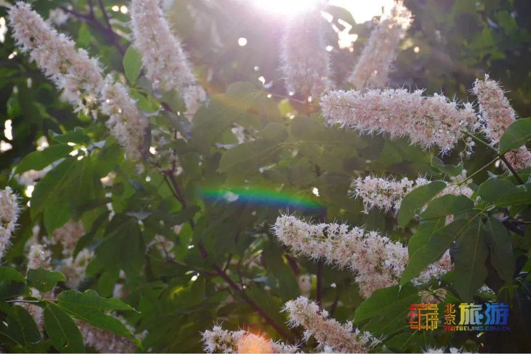 太迷人了！又闻清脆鸽哨声，邂逅夏日蔷薇花瀑，寻北京胡同恬静之美!