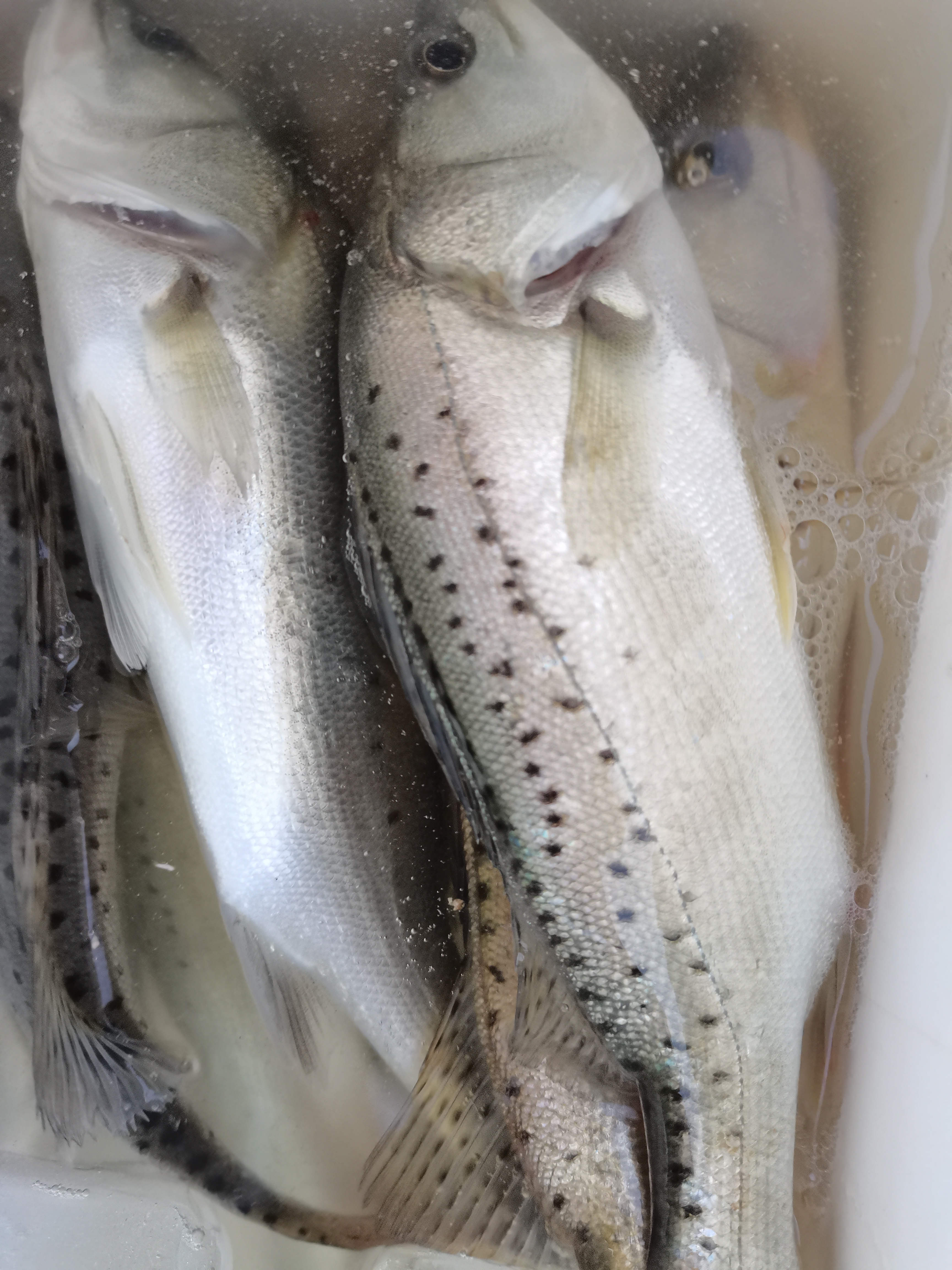 钓海鲈鱼用这饵料,一个饵料中一条鱼,一个小时十条渔获