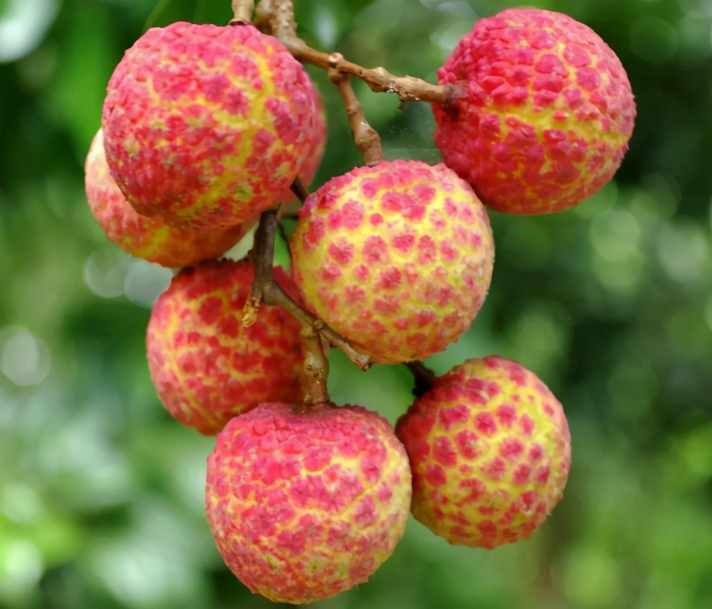 挂绿荔枝:一颗曾卖55万元,为何这么贵?能大面积种植吗?