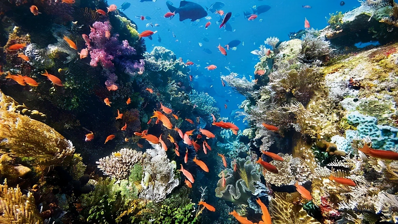 分布有滨海湿地,红树林,珊瑚礁,河口,海湾,潟湖,岛礁,上升流,海草床等