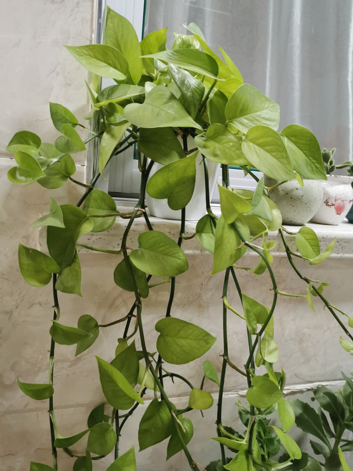 家里养绿萝的禁忌是什么_达一风水网