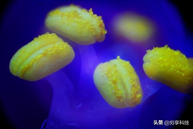 日本设计的儿童显微镜！放大120倍发现新世界，中国孩子新玩物