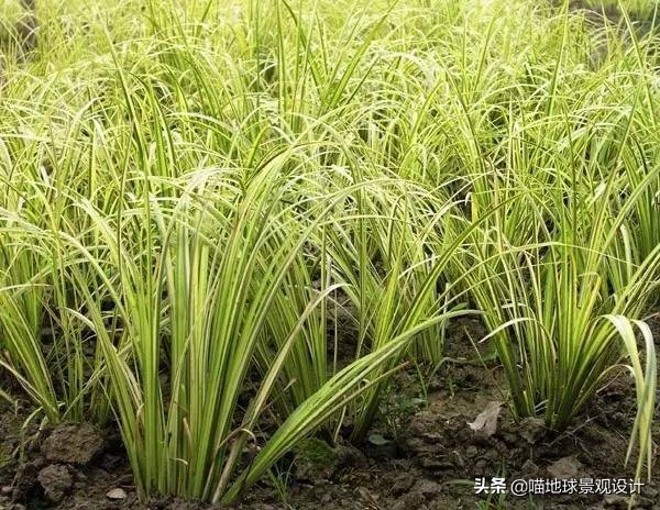 毛冠草日本血草矢羽芒兔尾草細葉芒香茅風知草箱根草銀邊草紫穗狼尾草