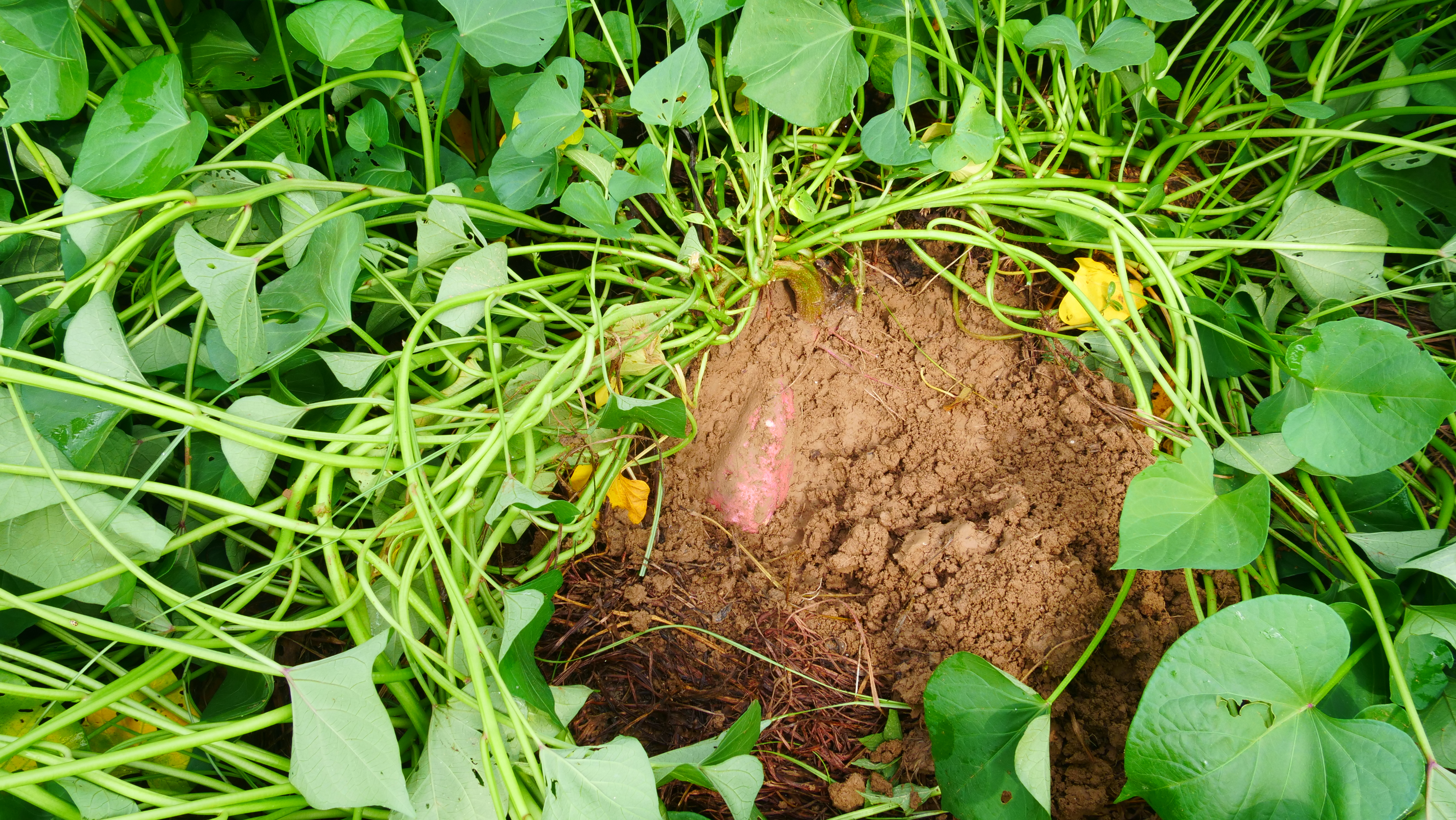 种红薯茎叶旺,薯块小?雨水多时更严重,教你2个种植技巧