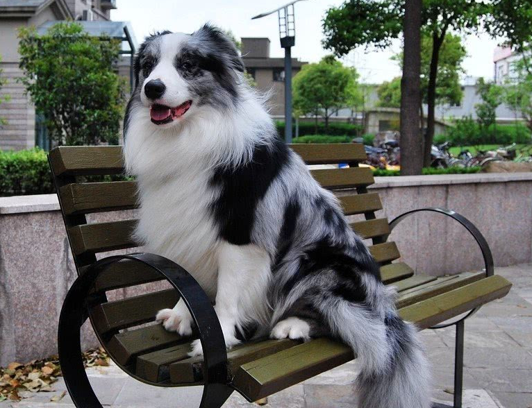 同样是牧羊犬,为什么养边牧的人比喜乐蒂多?