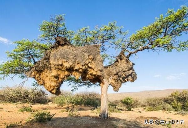 摸鸟门(世界最大鸟窝，其中却隐藏着致命危机，当地无人敢碰？)