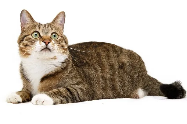 作为铲屎官,你了解猫传腹多少?