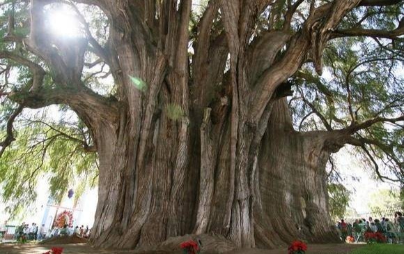 世界上最小的树（乾隆皇帝竟然亲自为它命名!）-第1张图片