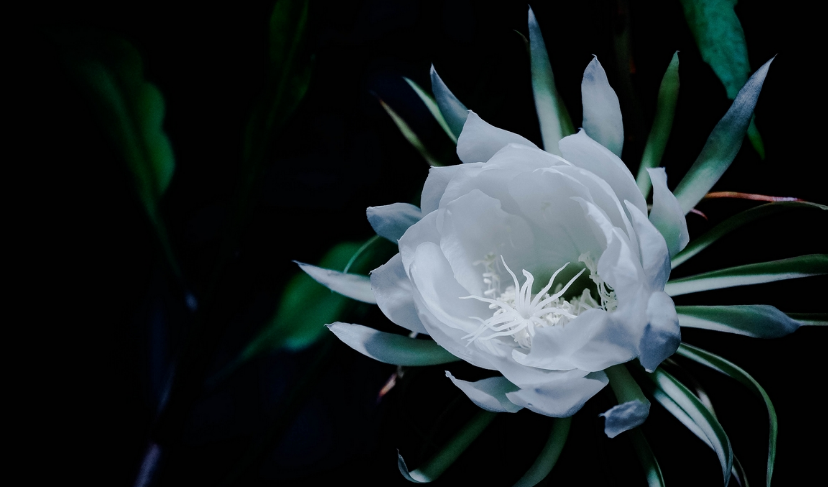 「诗词鉴赏」昙花一现为韦陀，古诗词里的昙花，一现刹那芳华