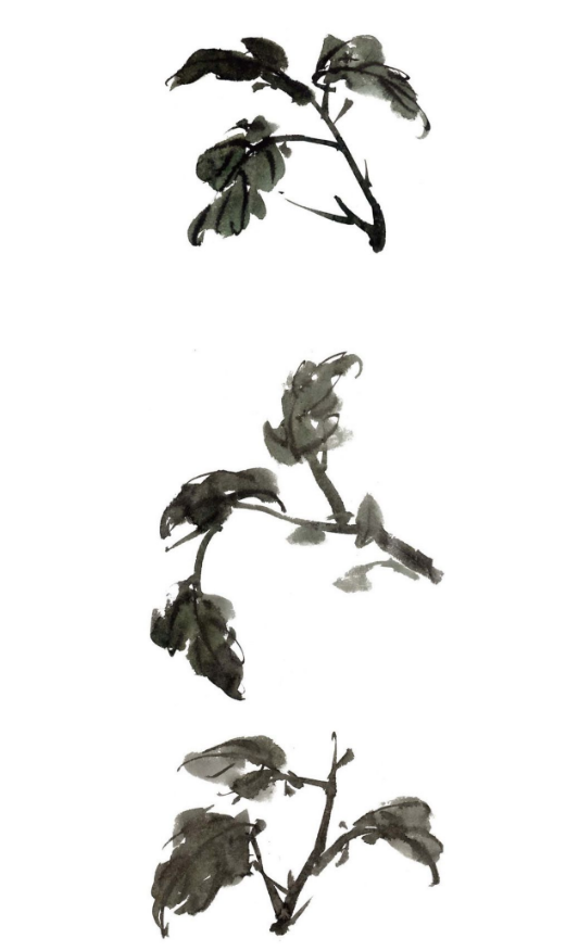 画菊花的花叶和花枝时注意这几点能使画面更加生动自然