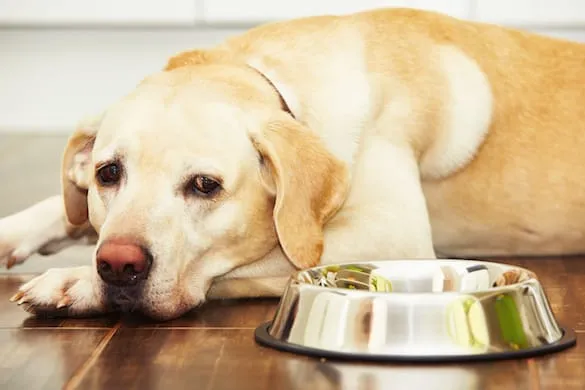 狗狗食欲不振,不爱吃饭,是什么导致的?