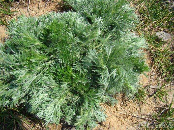 今天我们就向大家介绍一种野草,它是茼蒿的近亲,叫做白蒿.