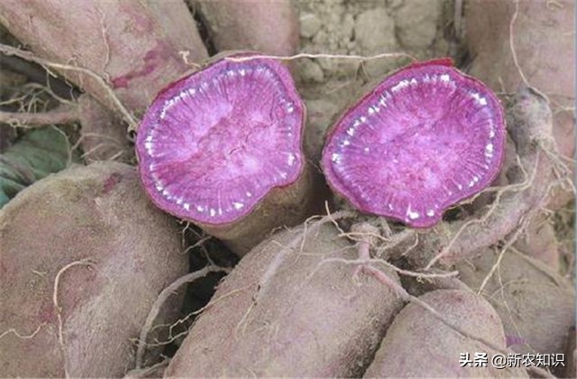 紫薯的营养价值及功效与作用（紫薯越冬高产栽培管理技术，种植的过程，需要注意的事项和方法）