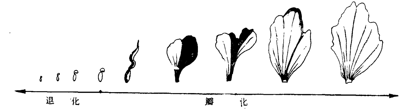 花开富贵唯牡丹，“花中藏花”的牡丹你见过吗？