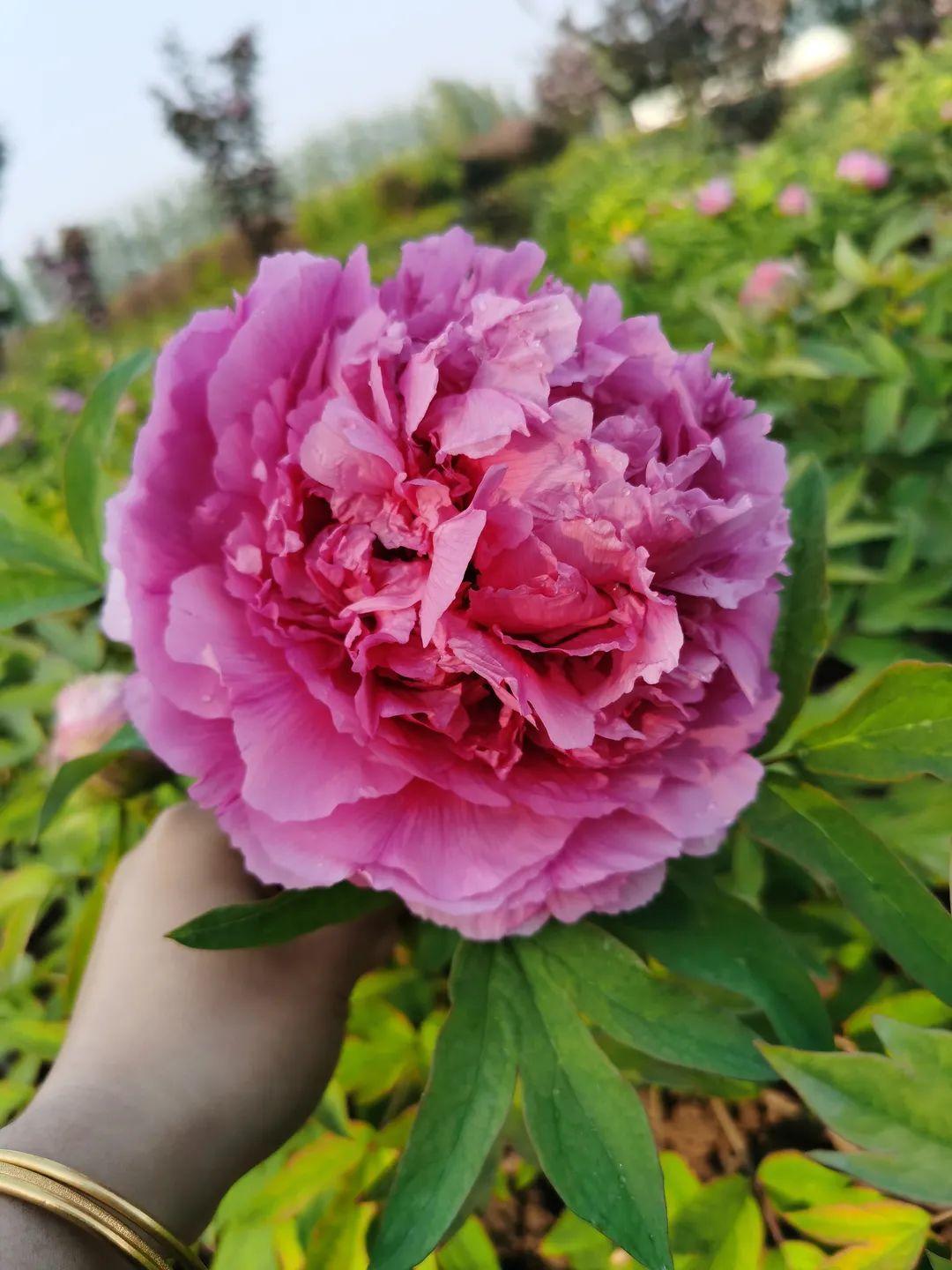 13,冠世墨润花型超大的牡丹品种,花型是墨红色,颜色特别浓重,颜值超级