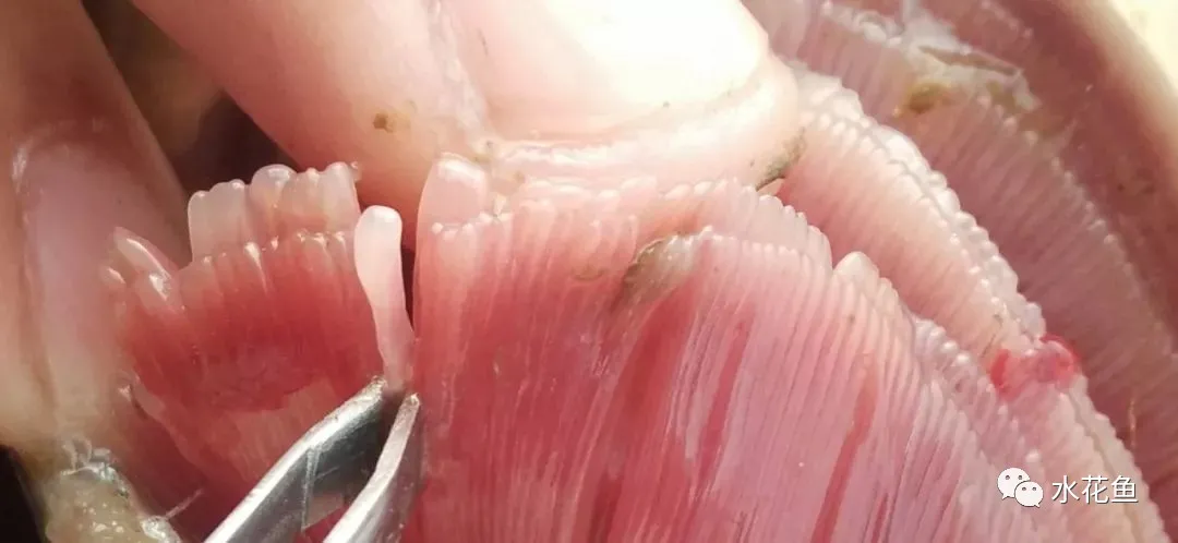 不同的水中缺氧与养鱼的潜在风险:不缺氧不一定表示就是好的