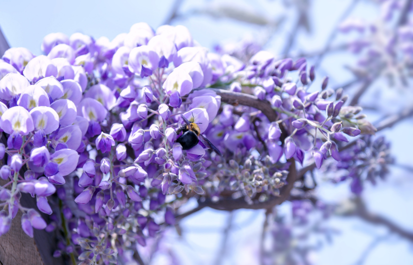 【诗词鉴赏】古诗词里的紫藤花，花团锦簇，如梦似幻！