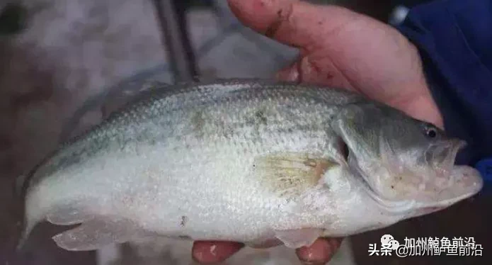 魚莫愁 五月份加州鲈車輪蟲該怎麼預防 天天看點